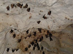 タイ　カンチャナブリートレッキングツアー　洞窟　コウモリ