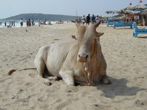 インド　ゴア　バガビーチ　牛