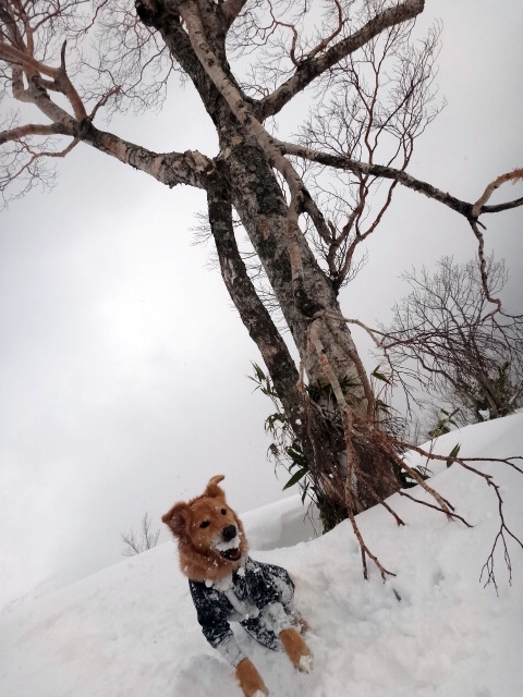 山登り　能郷白山　ハートの木の前でジャンプするゴールデンレトリバーのララ