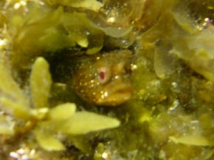 福井の水晶浜でシュノーケリング　岩に生えた草の中にいる小さなお魚さん